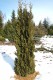 3161?width=100&height=80&name=thuja-occi