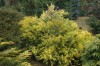 3162?width=100&height=80&name=thuja-occi