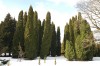 3163?width=100&height=80&name=thuja-occi