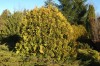 3166?width=100&height=80&name=thuja-occi