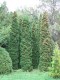 3167?width=100&height=80&name=thuja-occi