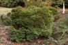 3168?width=100&height=80&name=thuja-occi