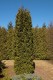 3170?width=100&height=80&name=thuja-occi