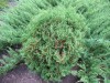 3171?width=100&height=80&name=thuja-occi