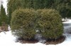 3172?width=100&height=80&name=thuja-occi