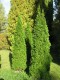 3179?width=100&height=80&name=thuja-occi