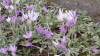 317?width=100&height=80&name=colchicum-a