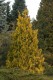 3180?width=100&height=80&name=thuja-occi