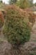 3181?width=100&height=80&name=thuja-occi