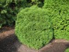 3182?width=100&height=80&name=thuja-occi