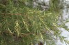 3183?width=100&height=80&name=thuja-occi