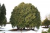 3184?width=100&height=80&name=thuja-occi