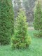 3185?width=100&height=80&name=thuja-occi