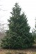 3186?width=100&height=80&name=thuja-plic