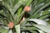 3194?width=100&height=80&name=aechmea-co