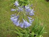 3198?width=100&height=80&name=agapanthus