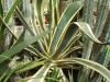 3199?width=100&height=80&name=agave-amer