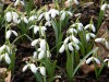 319?width=100&height=80&name=galanthus-p