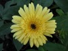 31?width=100&height=80&name=gerbera-jame