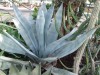 3200?width=100&height=80&name=agave-amer