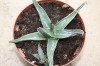 3201?width=100&height=80&name=agave-ferd