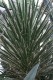 3203?width=100&height=80&name=agave-fili