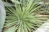 3204?width=100&height=80&name=agave-stri