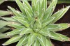 3205?width=100&height=80&name=agave-vict