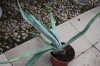 3206?width=100&height=80&name=agave-wint