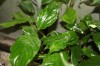 3207?width=100&height=80&name=aglaonema-