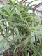 3208?width=100&height=80&name=aloe-arbor