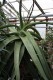 3209?width=100&height=80&name=aloe-dolom