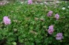 320?width=100&height=80&name=geranium-da