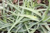 3211?width=100&height=80&name=aloe-eru-j