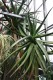 3215?width=100&height=80&name=aloe-thras