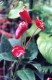 3223?width=100&height=80&name=anthurium-