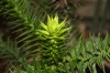 3224?width=100&height=80&name=araucaria-