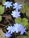 322?width=100&height=80&name=hepatica-tr