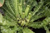 3230?width=100&height=80&name=asplenium-