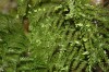 3231?width=100&height=80&name=asplenium-