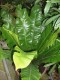 3232?width=100&height=80&name=asplenium-