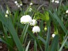 324?width=100&height=80&name=leucojum-ae