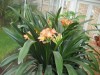 3256?width=100&height=80&name=clivia-min