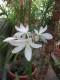 3258?width=100&height=80&name=crinum-moo