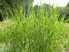 326?width=100&height=80&name=miscanthus-