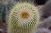 3271?width=100&height=80&name=eriocactus