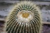 3272?width=100&height=80&name=eriocactus