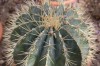 3277?width=100&height=80&name=ferocactus