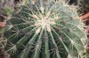 3278?width=100&height=80&name=ferocactus