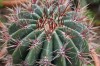 3279?width=100&height=80&name=ferocactus